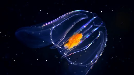 This deep ocean glow comes from living creatures... something is there