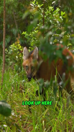 Tracking South America's Elusive Maned Wolf