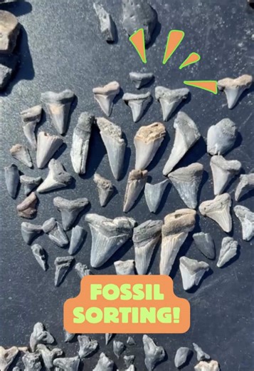 Is there anything better than a table full of fossils waiting to be sorted? 🤩 Do you spy any fossils you would love to discover on this table? Tell us what they are in the comments! ⬇️ Want to schedule your own Adventure? Head to our website to see our calendar of available trips! 📅 Like this post & follow for more 𝐟𝐨𝐬𝐬𝐢𝐥 𝐟𝐮𝐧 𝐟𝐚𝐜𝐭𝐬 from our team of paleontologists! 🦈🐚 Want to find your own fossils with a paleontologist? Book your ADVENTURE today! Tour calendar is now updated th