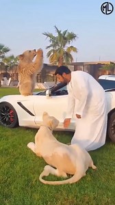 1.8M views · 14K reactions | EXOTIC PETS OF DUBAI !!! 女 | Minglanilla ne Vines | Facebook