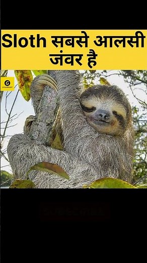 Sloth moving fast and slow | Sloth animal #sloth #bear #animals