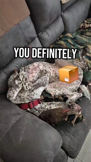 you definitely German Shorthaired Pointer GSP Panzer... 🤔🙃🐶 #shorts #ytshorts #viral #trending