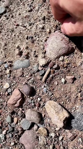 Agate_Dad_Taylor on TikTok