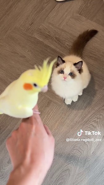 เมื่อเอาพี่สาวที่เป็นนกมา Train แมวให้อยู่ด้วยกันได้อย่างสงบสุข #ragdoll #cockatiel #แมว