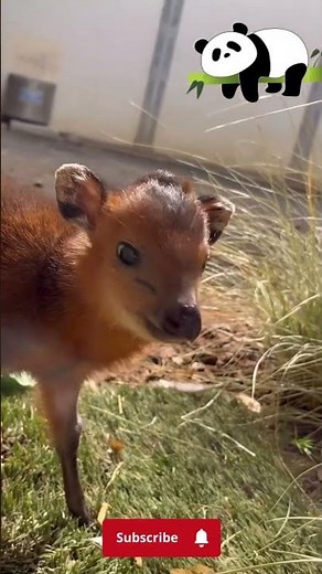 Red-Flanked Duiker: The Quick Diving Antelope of Africa