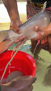 Natural Rohu Fish Breeding System #reels | Extreme Fish World