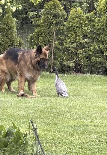 Alphonso the Funny German Shepherd Duck