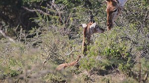Watch as this Giraffe calf shares a heartwarming nose-to-nose moment with its mother — a gentle reminder of the strong bonds and incredible instincts in the animal kingdom. Did you know? Giraffe calves are born after a 15-month gestation period and take their very first steps within an hour of birth! Their spotted coats are unique, just like fingerprints, helping them blend into their surroundings in the wild. Join us in Zululand to experience moments like these and make a difference for endange