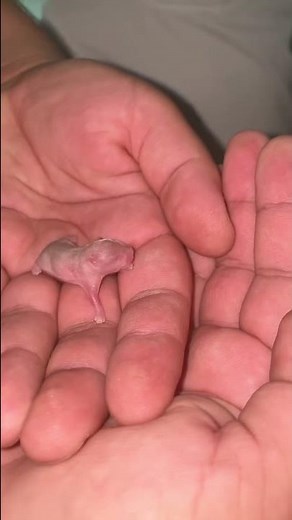 Hamster growth #short 🐹