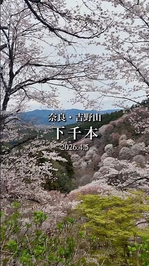 【大人の奈良・京都散歩】世界遺産、桜の聖地、奈良・吉野山。「下千本」のひらひら #舞う花びらが美しすぎる #Nara #sakura #桜吹雪