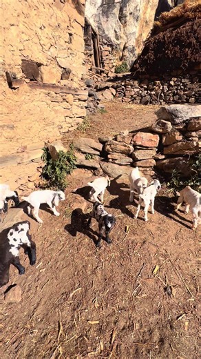 #StoriesOfHumla #explorepage #Karnali #humla #visitnepal