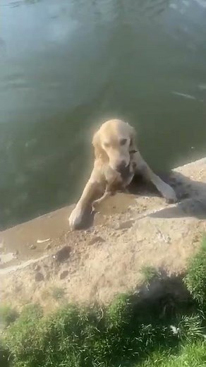 Amusing moment Golden retriever fetches owner LIVE BABY GOOSE | SWNS #shorts 🐶🐥🌊