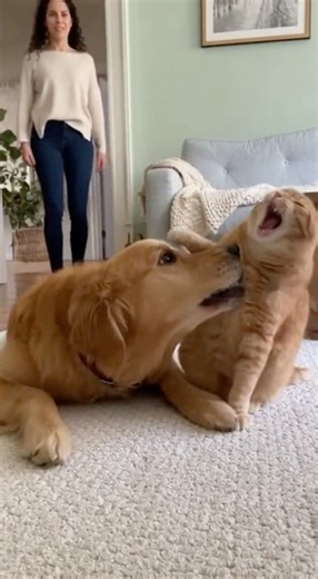 Little Orange Cat Tricking Its Owner?Is It Oscar Worthy for Best Actor?#funny#catlovers#animallovers