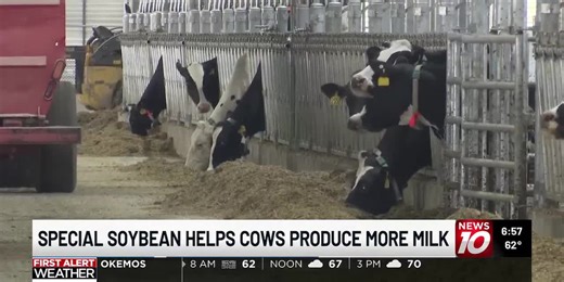 MSU research finds soybean with high oleic acid makes cows produce more milk