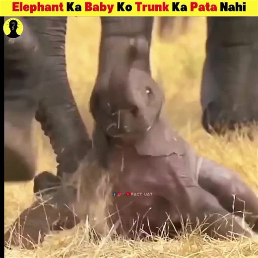 Cute Baby Elephant Confused by Its Trunk 🐘 #fypシ゚ #tranding #tik_tok #foruyou #videoviral