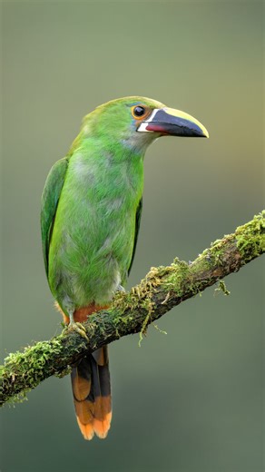 124K views · 637 reactions | 列✨Birds of a feather The Emerald Toucanet plays a vital role in its ecosystem by dispersing seeds and helping forests thrive. This one is perched in Colombia, see what wildlife you can spot on #NakedandAfraid XL 8p on Discovery. | Discovery | Facebook