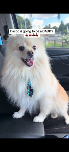Pacco is going to be a daddy…. #pawrentsoftiktok #pregnantdogsoftiktok #pregnantpomerian #dogsofttiktoksouthafrica #TikTokSouthAfrica @Baba Ka “NJ” 🐶