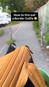 4.3M views · 61K reactions | One of those days where you find the most joy in the most basic activities with your best friend ❤️ . . #barkour #parkour | Parkourcollie Ninja | Facebook