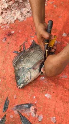Nice!! Thilapia Fish Cutting with scissor #fishcutting #fish #shorts