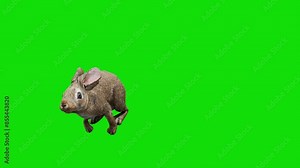 3D animation of a cute rabbit running on a green screen background. Ideal for video projects, educational content, and animations needing a lively and adorable animal character.