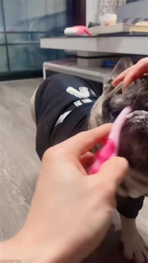 3.4K views · 67 reactions | Clean your teeth before going to bed, bulldogs, be clean like me #frenchiepuppy #frenchie #frenchbulldog #frenchielove #frenchies #frenchielife #frenchieoftheday | Frenchie World | Facebook