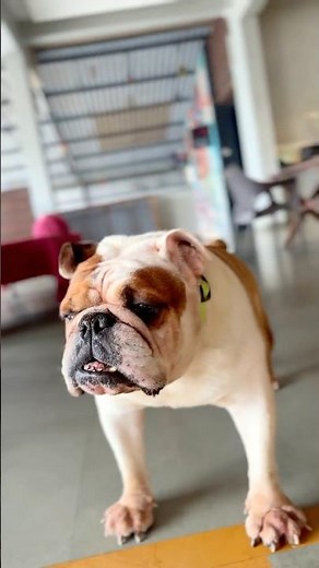 Meet the king of chill: Laziest Bulldog You will ever see #shorts #comedyshorts #viral