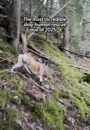 The look on their faces when they know they're finally safe 🙏😭 Dodo producer @Jackie @ The Dodo shares why this was their favorite series of rescue videos, with @herpawgang, to work on in 2025!