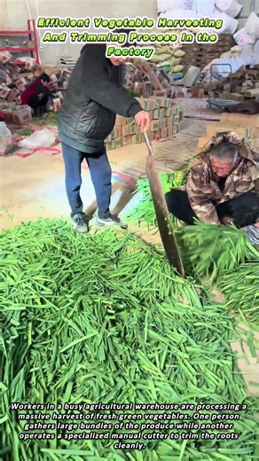 Efficient Vegetable Harvesting And Trimming Process In the Factory