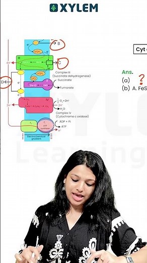 Identify the Diagram?