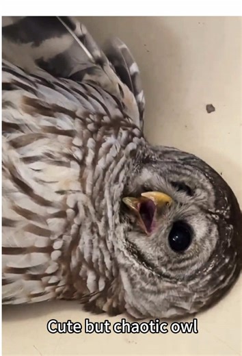 The Dramatic Owl: A Hilarious Encounter