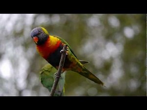 Rainbow Lorikeet (Trichoglossus haematodus) / Allfarblori [3]
