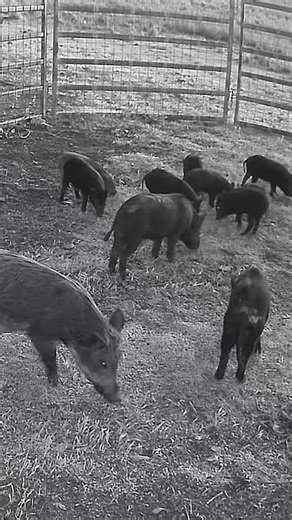 4G Cellular Wild Pig / hog Trap #wildpig #wildhogs #trapping #reolink