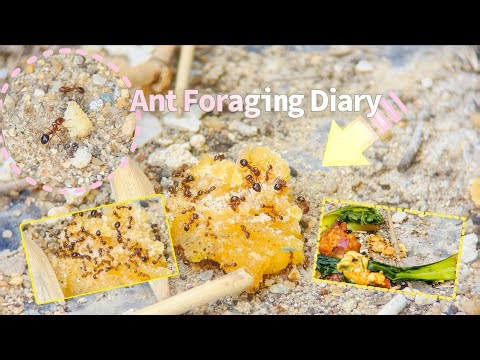 Ant Foraging Finale: All Crumbs Gone!