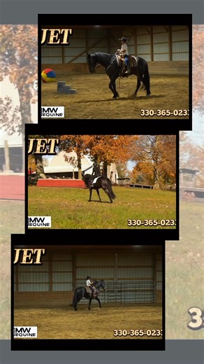 ✈️Jet is 5yr. Old registered bay FSHR gelding. Standing at 16 hands tall. Jet is a true gentleman quiet, willing to please, safe and handsome. “Beautiful Mover “ Video: https://youtu.be/dUt8Z0B9sC4?si=wHE-Zail32tx0f9r Bid Here: https://bid.horsebid.com/lots/view/4-ILEVSM/jet He has been on our farm for the last year. He's been ridden western, English, bareback and brideless. He’s safe for the kids running around him chasing each other or simply enjoying a big horse they can canter around. He wil