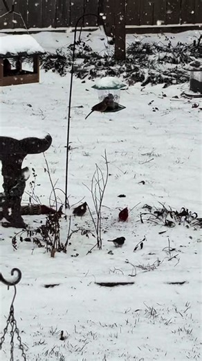 Ain’t it beautiful #snow #fyp