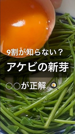 日本人の9割が知らない？アケビの新芽、一番旨い食べ方。🌿🍳