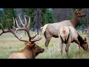 Elk Rut Action at it's Peak