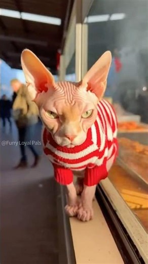 😹 🐈 Sphynx Cat Screams for Warmth! Funny Reunion! #cat