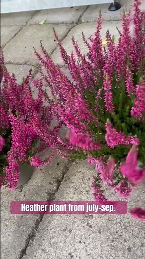 Heather plants. Blooms from jule to sep.#beautifulflowers #gardening #beautifulgarden