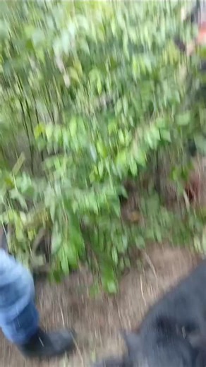 Equipe do java bela vista ms on Instagram: "Estamos no controle do 🐗"