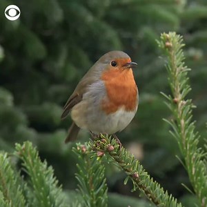 4.4K views · 54 reactions | An idea is taking root in England at a farm where instead of cutting down Christmas trees, they rent them out to those who want to celebrate the holiday and have a smaller carbon footprint year after year. | CBS Evening News | Facebook