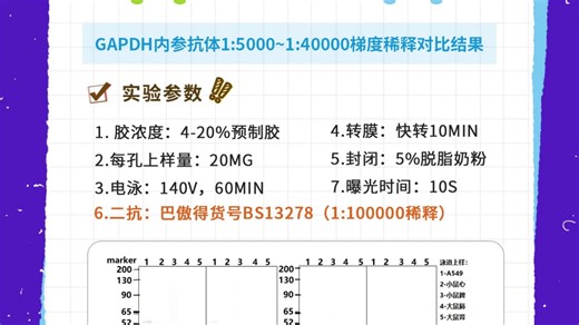 【案列分享】GAPDH内参抗体梯度稀释对比