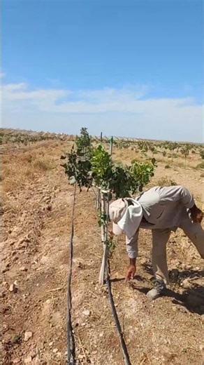Planting 44,000 UCB1–Akbari Pistachio Trees: Vegetative Growth Results