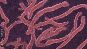 Vibrio cholerae demonstration of the characteristic curved shape of the bacterium that causes cholera. Generative AI