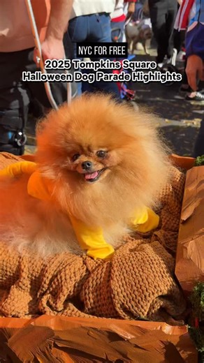 30K views · 1K reactions | 2025 Tompkins Square Halloween Dog Parade...