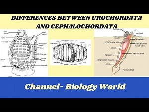 Differences between Urochordata and Cephalochordata | Urochordata and Cephalochordata |