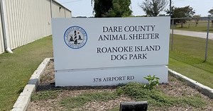 July's aggressive raccoons reports linked to canine distemper in the Outer Banks