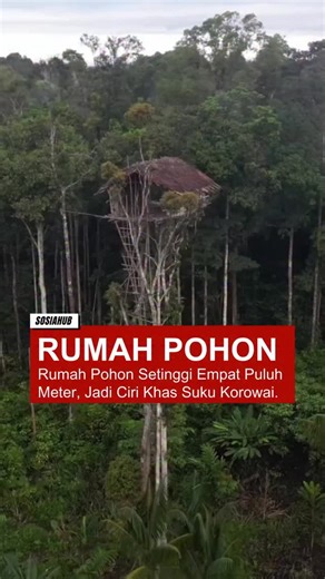 Suku Korowai di pedalaman Papua dikenal dengan rumah tinggi mereka yang bisa mencapai 40 meter dari tanah. Rumah pohon ini dibangun sepenuhnya dari bahan alam seperti kayu, bambu, dan daun sagu tanpa paku atau alat modern. Selain melindungi dari banjir dan hewan buas, rumah tinggi juga menjadi simbol kedekatan mereka dengan alam. Hingga akhir 1970-an, suku ini hidup terisolasi dan tetap mempertahankan budaya, spiritualitas, serta tradisi turun-temurun yang unik. sc: treekeepers Follow @sosiahub 