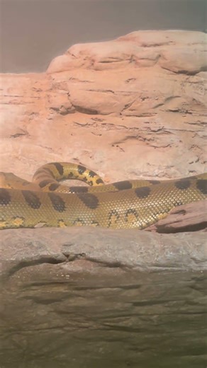 Anaconda Exhibit - Audubon Zoo - New Orleans, LA
