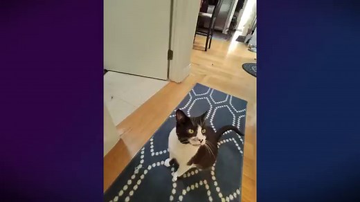 Ray-Ban Meta smart glasses review: Instagram-worthy shades